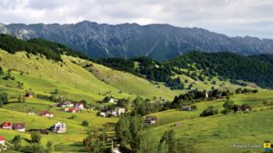 sirnea